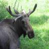 images/Schweden/Schweden 2009/IMG_4457.jpg